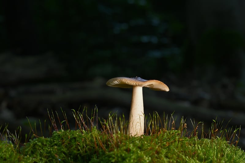 Forest Wedding