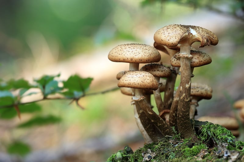Wild Mushroom Risotto
