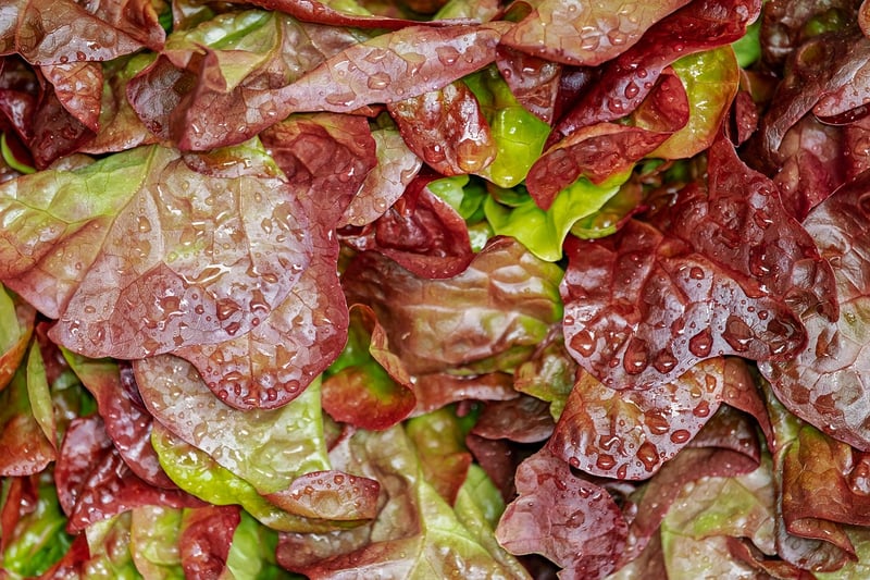 Forest Berry Salad